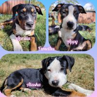 Chiots american staffordshire terrier #2