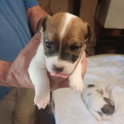 Chiots jack russel #2