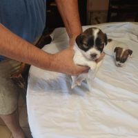 Chiots jack russel #0