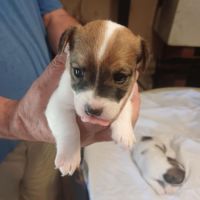 Chiots jack russel #2