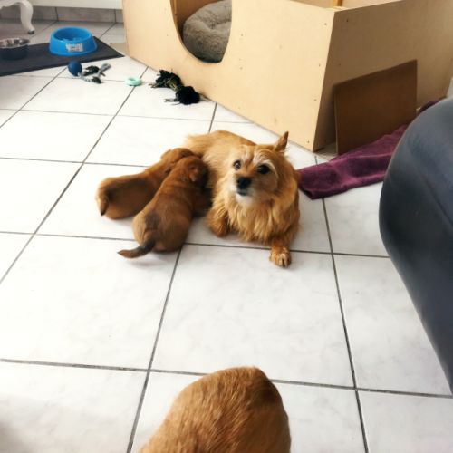 Chiots norwich terrier #0