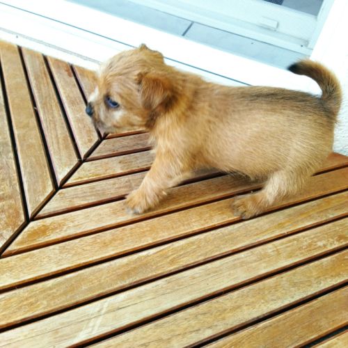 Chiots norwich terrier #5