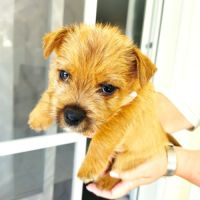 Chiots norwich terrier #2