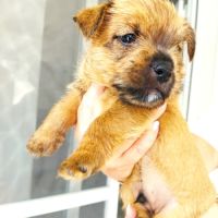 Chiots norwich terrier #3