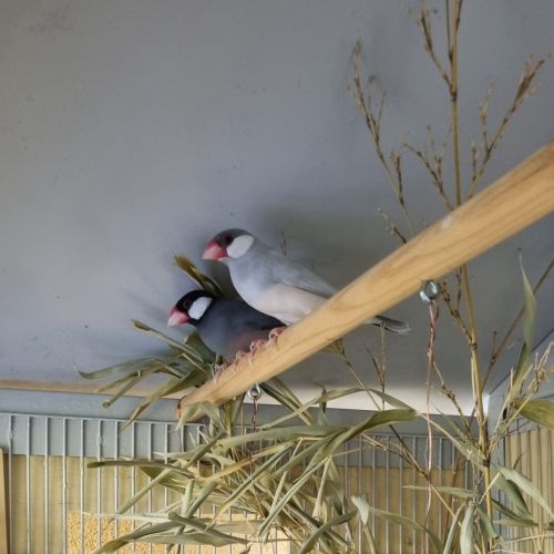 Jeunes paddas de java #2