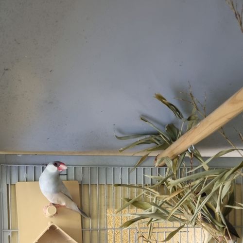 Jeunes paddas de java #5