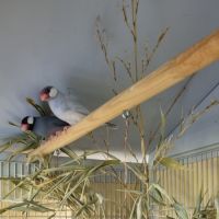 Jeunes paddas de java #1