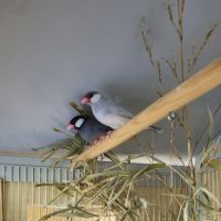 Jeunes paddas de java #2