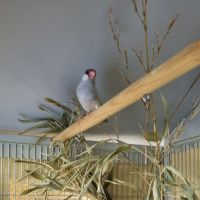 Jeunes paddas de java #3