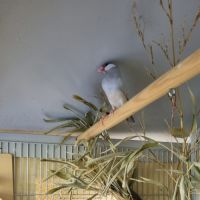 Jeunes paddas de java #4