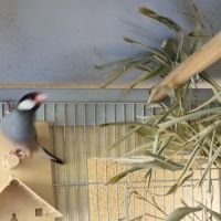 Jeunes paddas de java #6