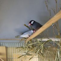 Jeunes paddas de java