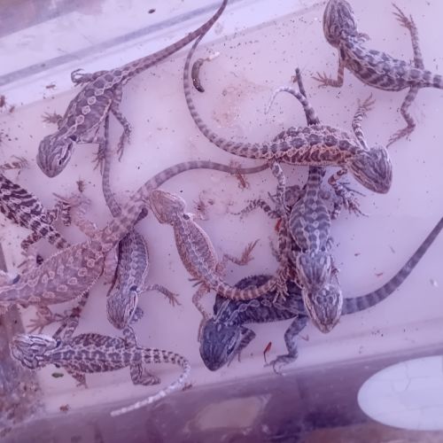 Bb pogona vetticept #0