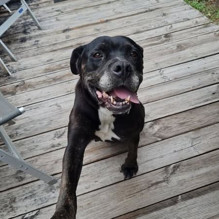 Roxy à l’adoption #0