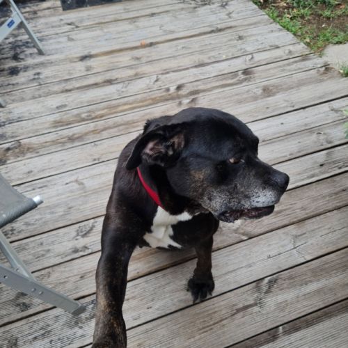 Roxy à l’adoption #2