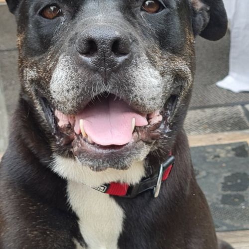 Roxy à l’adoption #3