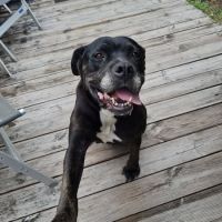 Roxy à l’adoption