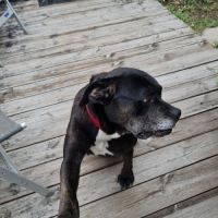 Roxy à l’adoption #2