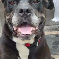 Roxy à l’adoption #3