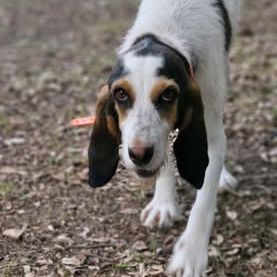 Orphée à l’adoption