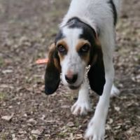 Orphée à l’adoption