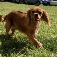 Jeune male cavalier king charles lof ruby