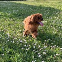 Jeune male cavalier king charles lof ruby #3