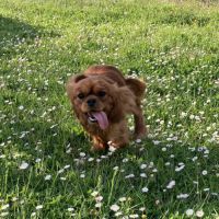 Jeune male cavalier king charles lof ruby #4