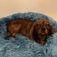 Jeune male cavalier king charles lof ruby #5