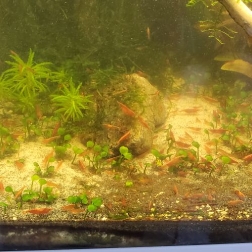 Crevettes neocaridina red cherry #1