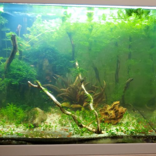 Crevettes neocaridina red cherry #2