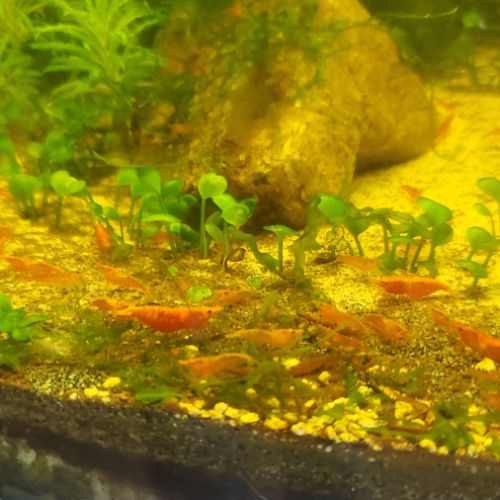 Crevettes neocaridina red cherry #3