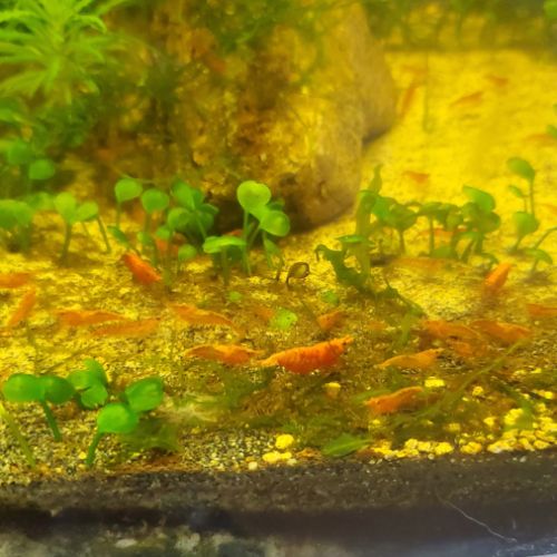 Crevettes neocaridina red cherry #4