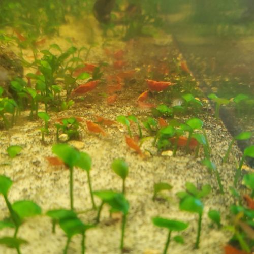 Crevettes neocaridina red cherry