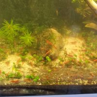 Crevettes neocaridina red cherry #1