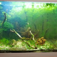 Crevettes neocaridina red cherry #2