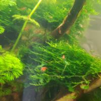 Crevettes neocaridina red cherry #5