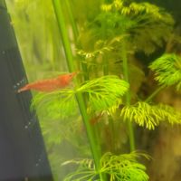 Crevettes neocaridina red cherry #6