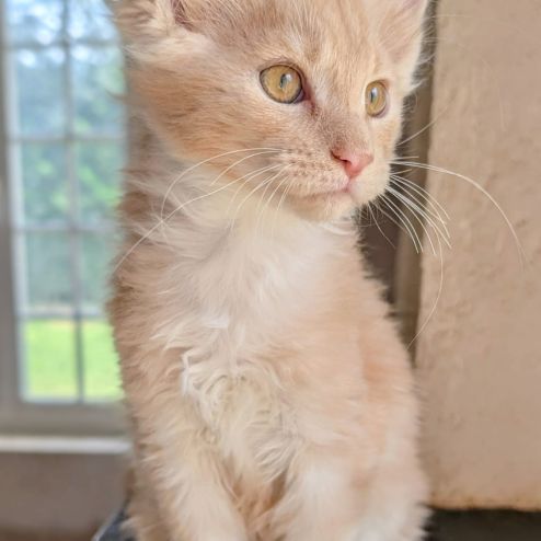 Magnifique maine coon #2