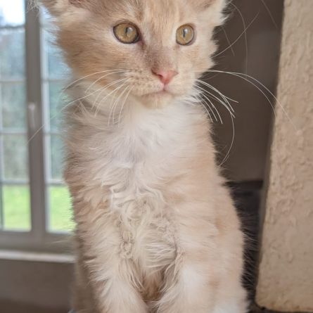 Magnifique maine coon #3