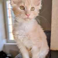 Magnifique maine coon