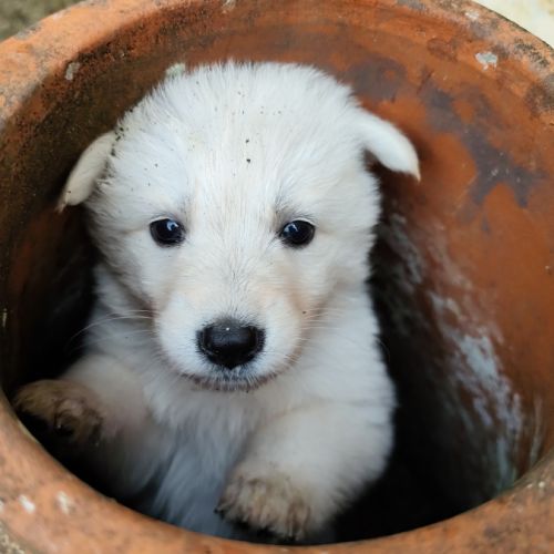 Chiots berger blanc suisse à adopter #2