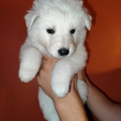 Chiots berger blanc suisse à adopter #0