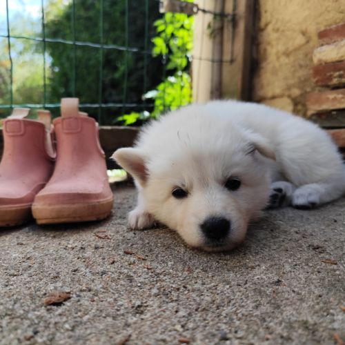 Chiots berger blanc suisse à adopter #4
