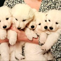 Chiots berger blanc suisse à adopter #1