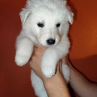 Chiots berger blanc suisse à adopter