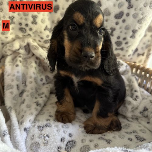 Cocker anglais lof #1