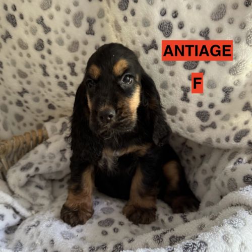 Cocker anglais lof #3