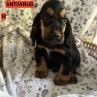 Cocker anglais lof #1