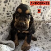 Cocker anglais lof #2